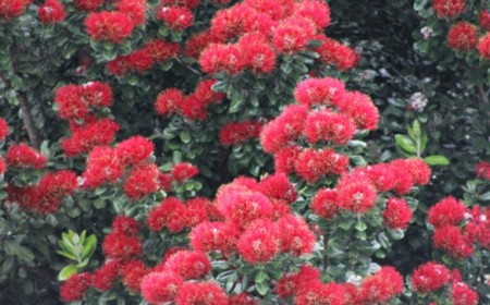 pohutukawa tree